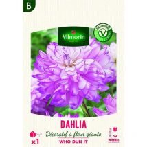 Vilmorin - Dahlia décoratif à fleur géante Who Dun It xxl