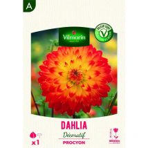 Dahlia Décoratif Procyon