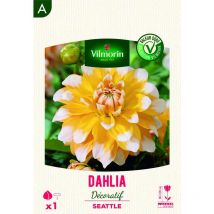 Dahlia Décoratif Seattle