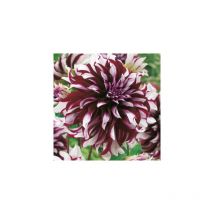 Dahlia decoratif tartan - 1 bulbe - dahlia