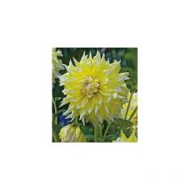 Dahlia geant grand prix - le bulbe - Dahlia