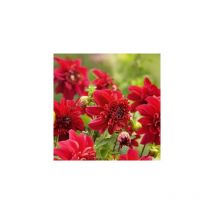 Dahlia inca - 1 bulbe