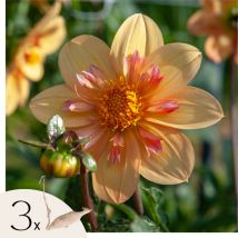 Plant In A Box - Dahlias - Set de 3 - Dahlia 'Kelsey Annie Joy' - Bulbes à fleurs - Orange