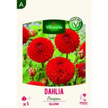 Dahlia pompon Glow