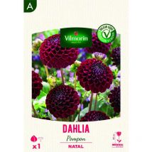 Dahlia pompon natal