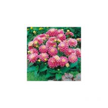 Dahlia rembrandt - le bulbe