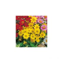 Dahlia top mix - jaune 2 bulbes - dahlia