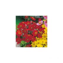 Dahlia top mix - rouge 2 bulbes - Dahlia