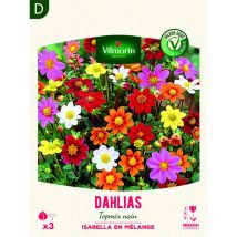 Vilmorin - Dahlia Topmix nain Isabella en Mélange