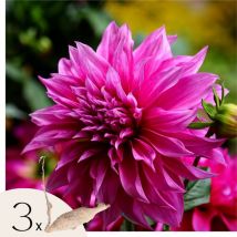 Plant In A Box - Dahlias - Set de 3 - Dahlia 'Café au lait Rosé' - Bulbes à fleurs - Rose