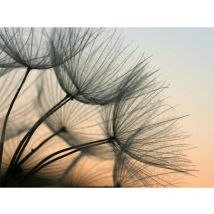 Ag Art - Dandelion photo murale intissée Thème Pissenlit fond coucher de soleil, 360x270 cm, 4 parts
