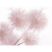 Photo murale fleur pissenlit rose sur fond blanc 360x254 cm, 4 lés
