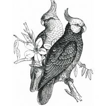 Décoration adhésive murale couple de Cacatoes