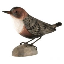 Decobird Cincle plongeur