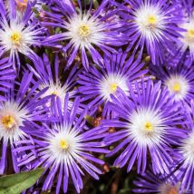 Thompson&morgan - Delosperma Floribunda Stardust 1 Seed Packet (200 Seeds)