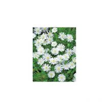 DELOSPERMA JEWEL OF DESERT MOON STONE - Plantes