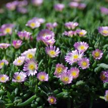 Delosperma Jewel of Desert Rosequartz | Conditionnement: Lot de 5 godets