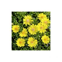 Delosperma nubigenum | Conditionnement: Lot de 3 godets