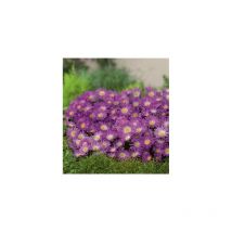 Delosperma violet wonder - 3 godets - Plantes vivaces