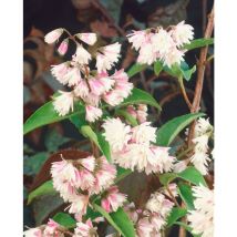 Deutzia scabra 'Codsall Pink' 3L 40- 60
