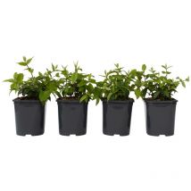 Plant In A Box - Arbuste à fleurs - Set de 4 - Deutzia 'Strawberry Fields' - H25-40cm - 17cm