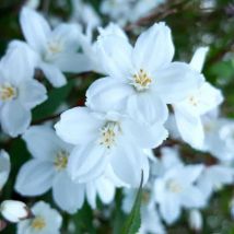 Deutzia Grêle (Deutzia Gracilis)