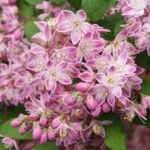 Deutzia Perle Rose (Deutzia Perle Rose)