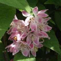 Deutzie Mont Rose/Pot de 4L