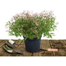 Deutzie Yuki Cherry Blossom 'NCDX2'/Pot de 4L