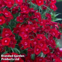 Dianthus (Pinks) Rockin Red 6 Plug Plants