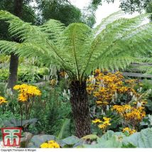 Thompson&morgan - Dicksonia Antarctica (Australian Fern Tree) 2ft Trunk x 1