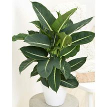 Vivaio Garden Forest - dieffenbachia green magic h 65cm pianta da interno