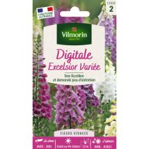 Digitale Excelsior Variée