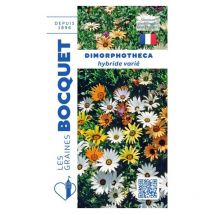 Dimorphothéca Hyb varié - 1g