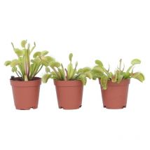 Vénus attrape-mouches - Set de 3 - Dionaea muscipula - Hauteur 5-15cm - 5,5cm