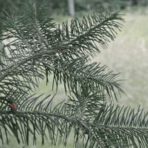 Douglas Vert (Pseudotsuga Menziesii)