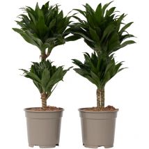 Plant In A Box - Dragonnier - Set de 2 - Dracaena surculosa - Hauteur 50-65cm - 17cm