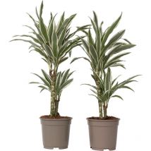 Plant In A Box - Dragonnier - Set de 2 - Dracaena deremensis 'White Stripe' - H60-70cm - 17cm