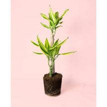 Dracaena Fragans Golden Queen Planta de Interior Pur Plant