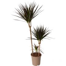 Plant In A Box - Dragonnier - Dracaena marginata 'Magenta' - Hauteur 110-130cm - 24cm