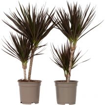 Plant In A Box - Dragonnier - Set de 2 - Dracaena marginata 'Magenta' - Hauteur 70-80cm - 17cm