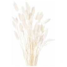 Hill Interiors - Dried Bunny Tail Bunch of 60 Artificial Plant - H60 cm - White
