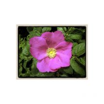 Duftende Apfelrose mit großen Hagebutten Rosa rugosa