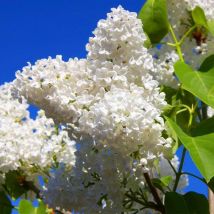 100g Duftende Flieder Samen Garten – Stark Riechende Zierblumen Pflanzen