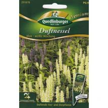 Quedlinburger Duftnessel blau-weiße Mischung - Premium Blumensamen