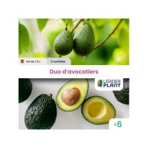 Duo Avocatiers - Lot de 6 pots de 7,5 l