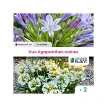 Duo d'Agapanthes naines - 2 plantes en godet