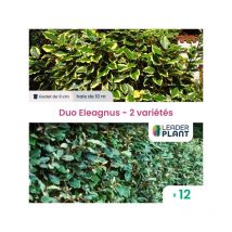 Duo Eleagnus vert et panaché - 2 variétés - Lot de 12 godets