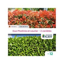 Leaderplant.com - Duo Photinias rouges et Lauriers verts - Lot de 12 pots de 4 l