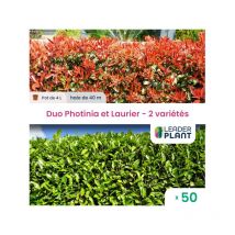 Duo Photinias Rouge et Lauriers Verts – 2 variétés – Lot de 50 pots de 4 l